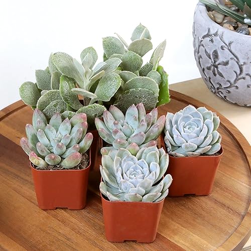 Miniatura 9 de Altman Plants, Plantas suculentas a granel plantas de interior vivas (20 unidades), suculentas vivas plantas de interior vivas para interiores