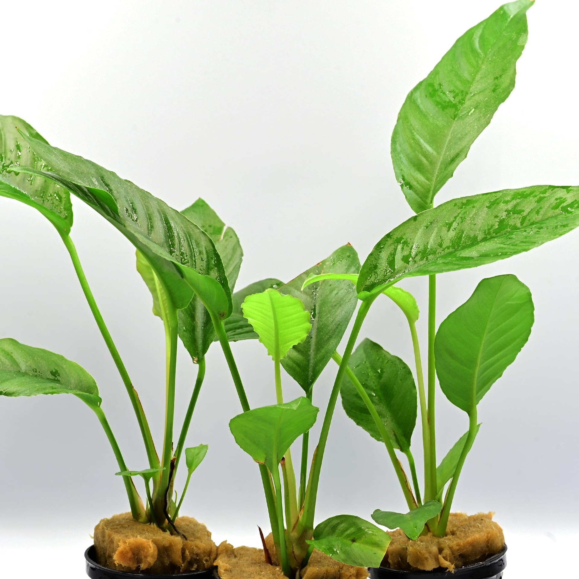 AquaBreedingSkill Set aus 3 Stück – Anubias Heterophylla – Aquarium Pflanzen echt für Süßwasser, lebende Wasserpflanzen für Aquarium, ideal für Fische & Garnelen – mit Pflanzenpass
