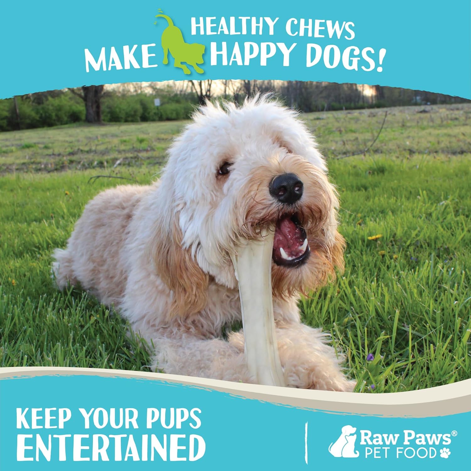 Raw Paws 10-inch Compressed Rawhide Bones for Dogs, 10-Count - Packed in USA - Long Lasting Dog Chews - Natural Pressed Rawhides - Large Dog Bones - Raw Hide for Aggressive Chewers