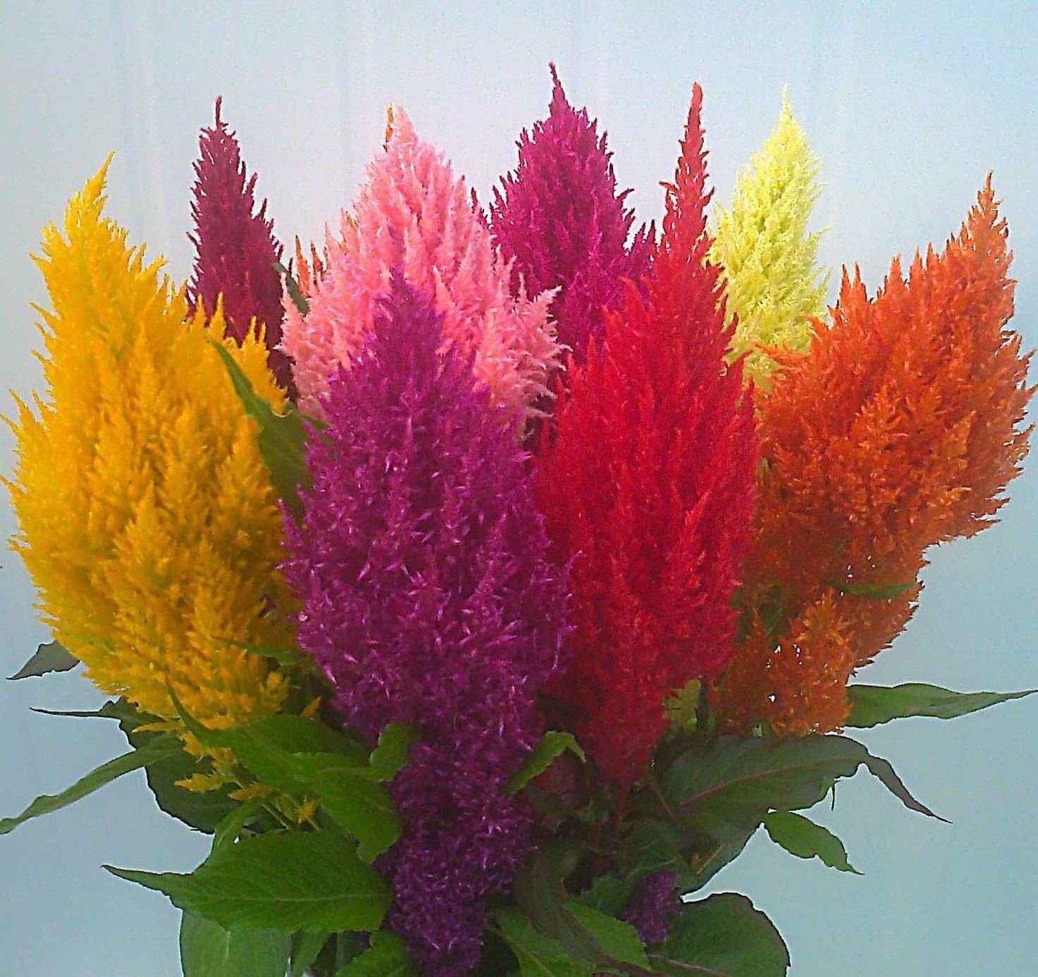 Plumed Cockscomb - Celosia argentea Mixed Color 250 seeds