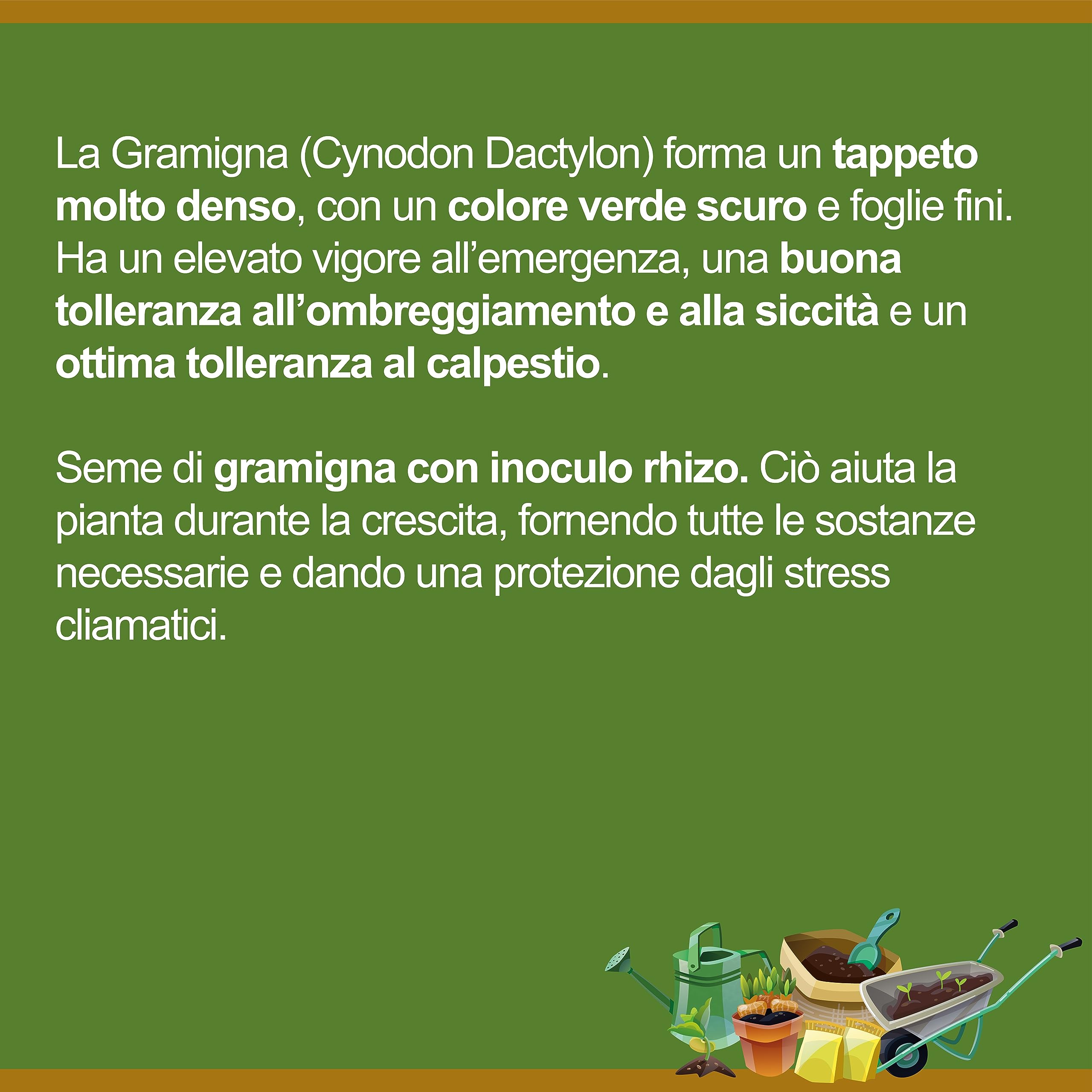 GRAMIGNA (CYNODON DACTYLON) CON RHIZO | Tappeto molto denso e verde scuro, Buona resistenza alla siccità e all'ombreggiamento, Ottima resistenza al calpestio | Il Contadino - Antiche Sementi (10 Kg)