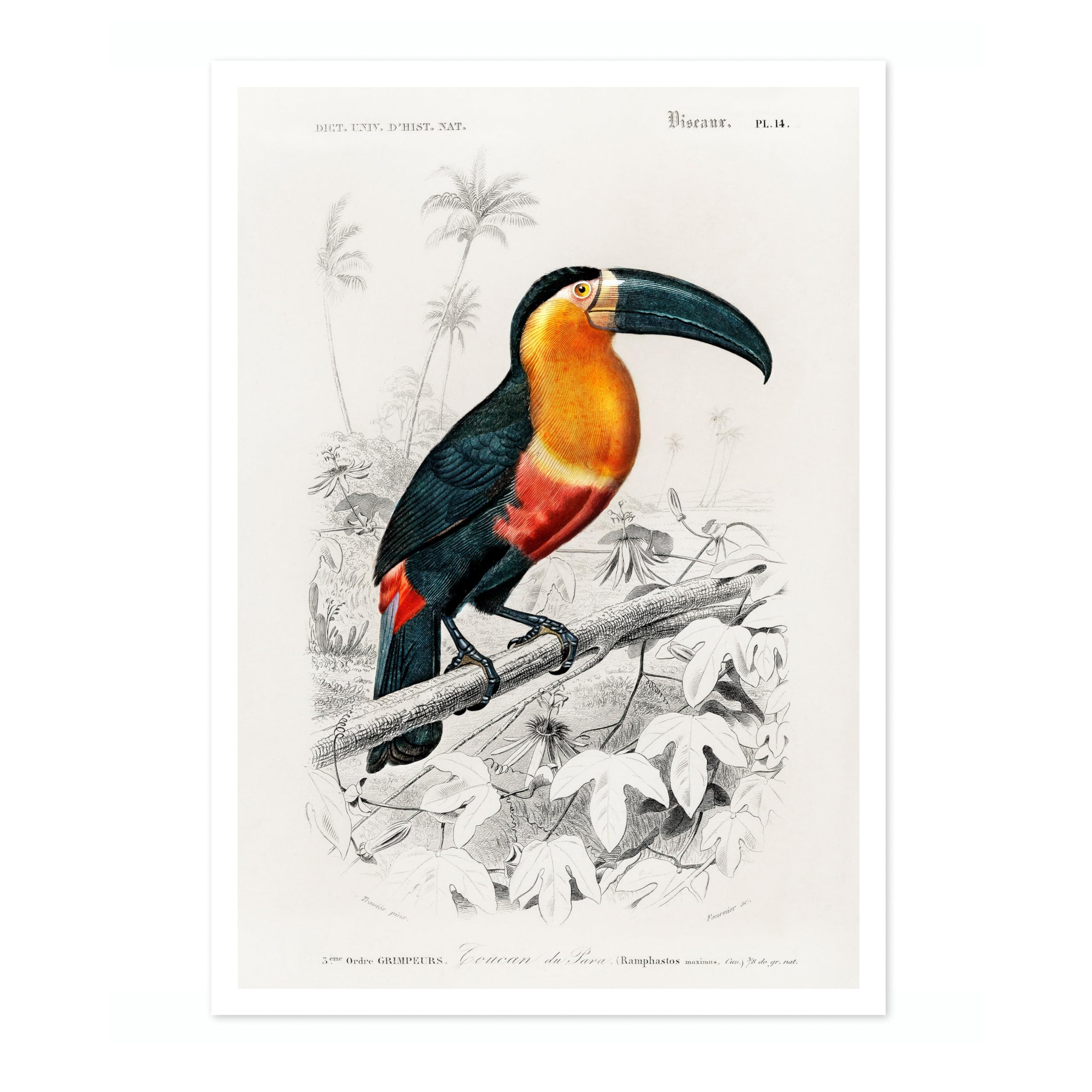 Animato Toucan Charles Dessalines D'Orbigny Poster, Vintage Botanical Prints, Encyclopedia Retro Wall Art Home Decor, Archival Matte, A2 (Print Only) - 59.4x42cm