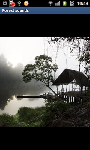 Floresta Sons relaxantes