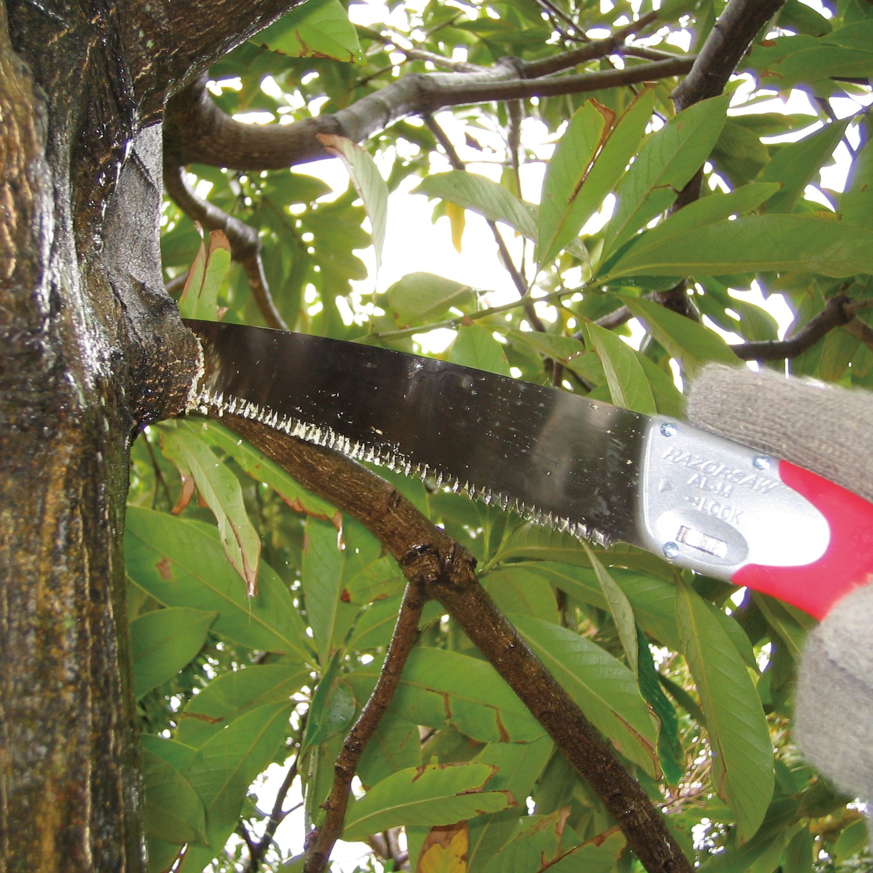 SELECT Serrucho 250 Árbol 164