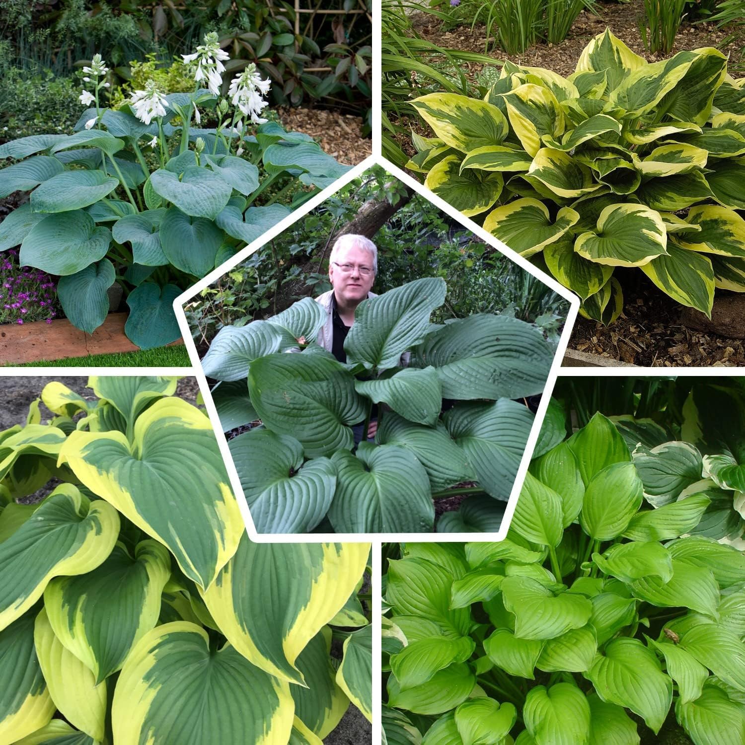 Plantas Hostas Que Toleran El Sol Hosta Montana Yellow River