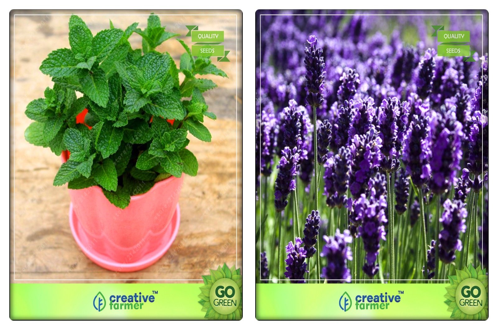 Creative Farmer Herb 2 In 1 Combo Lemon Balm, Lavender Herb Seeds Combo Pack (B078V1DYCC) Amazon Price History, Amazon Price Tracker