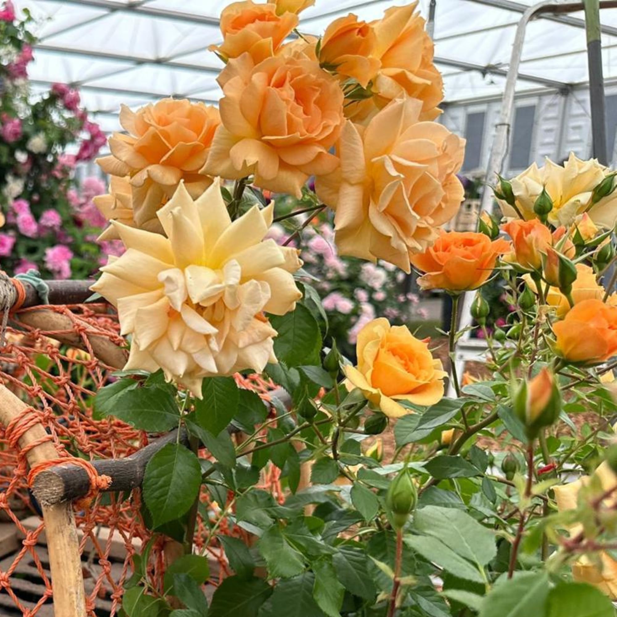 Peter Beales Roses RNLI 200th with Courage Floribunda Rose, Coppery-Orange Double Blooms, 90cm x 90cm