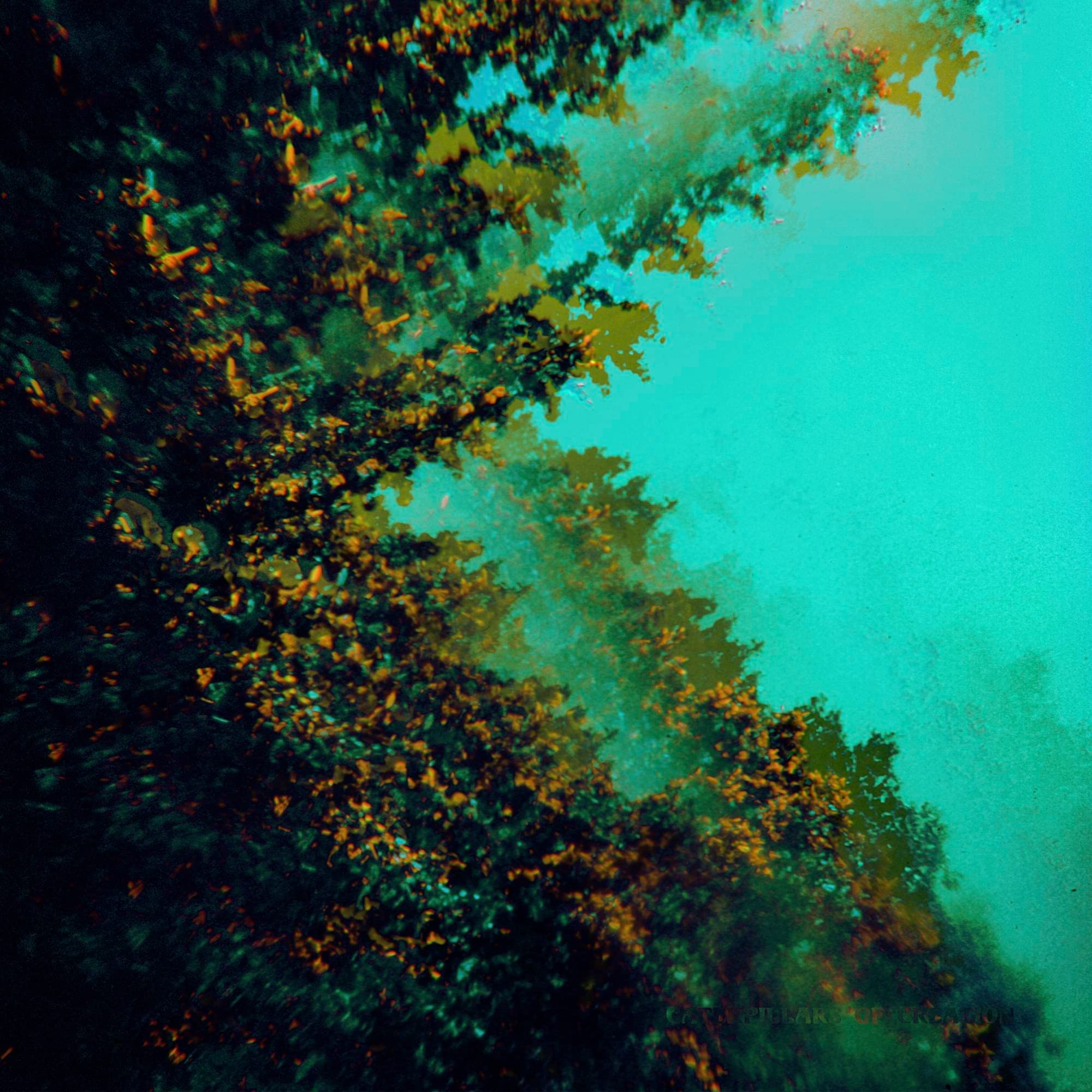 Caterpillars of Creation [VINYL]