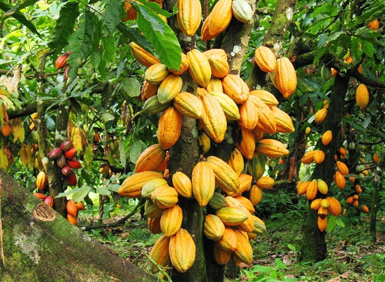 PlantaZee Coco Theobroma Cacao Fruit Tree