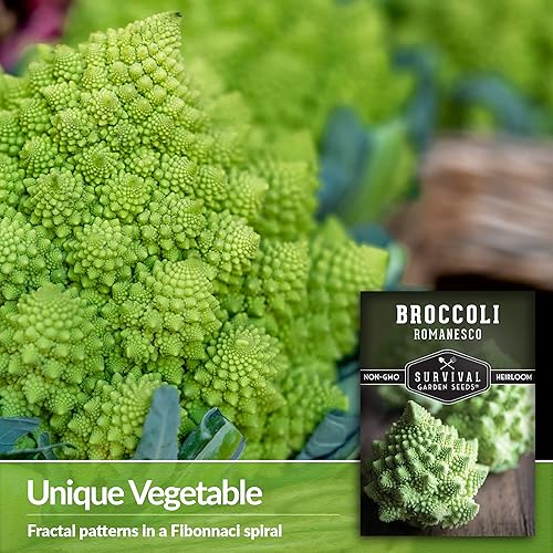 Miniatura 3 de Survival Garden Seeds - Brócoli Romanesco para plantar - Paquete con instrucciones para plantar y cultivar delicioso y hermoso brócoli fractal