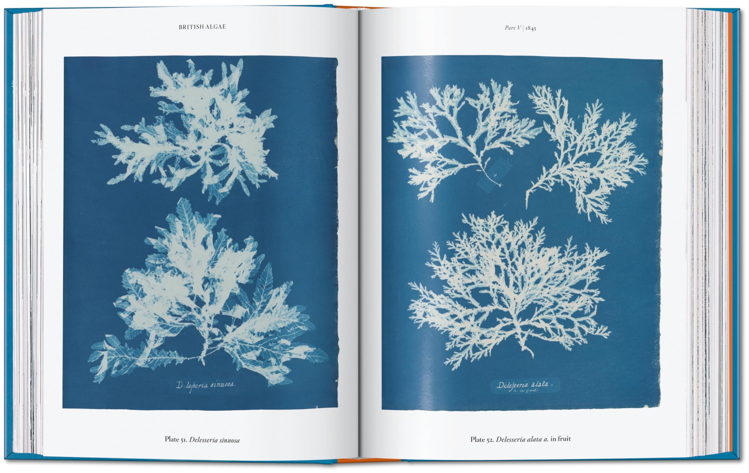 Anna Atkins: Cyanotypes. 45th Ed.