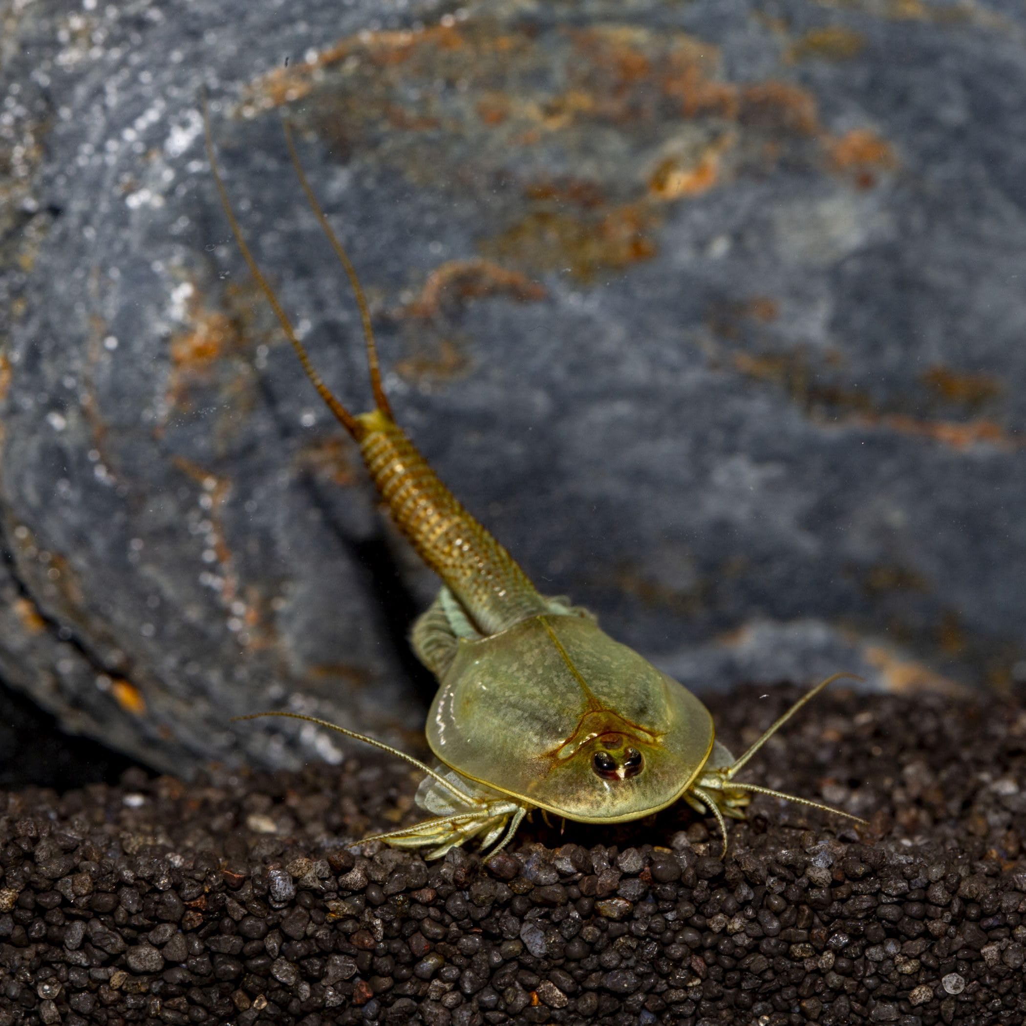 Triops Granarius Komplettset: 6 l Aquarium, ca. 200 Urzeitkrebse Eier, Filterset, Zubehör, Futter und Anleitung