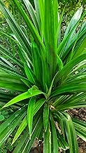 Biryani Leaf Plant – for Cooking Fresh Biryani Leaf Plant,(Rambha/Pandanus Plant) Medicinal-Ornamental Plant, Home Garden Pack of 1