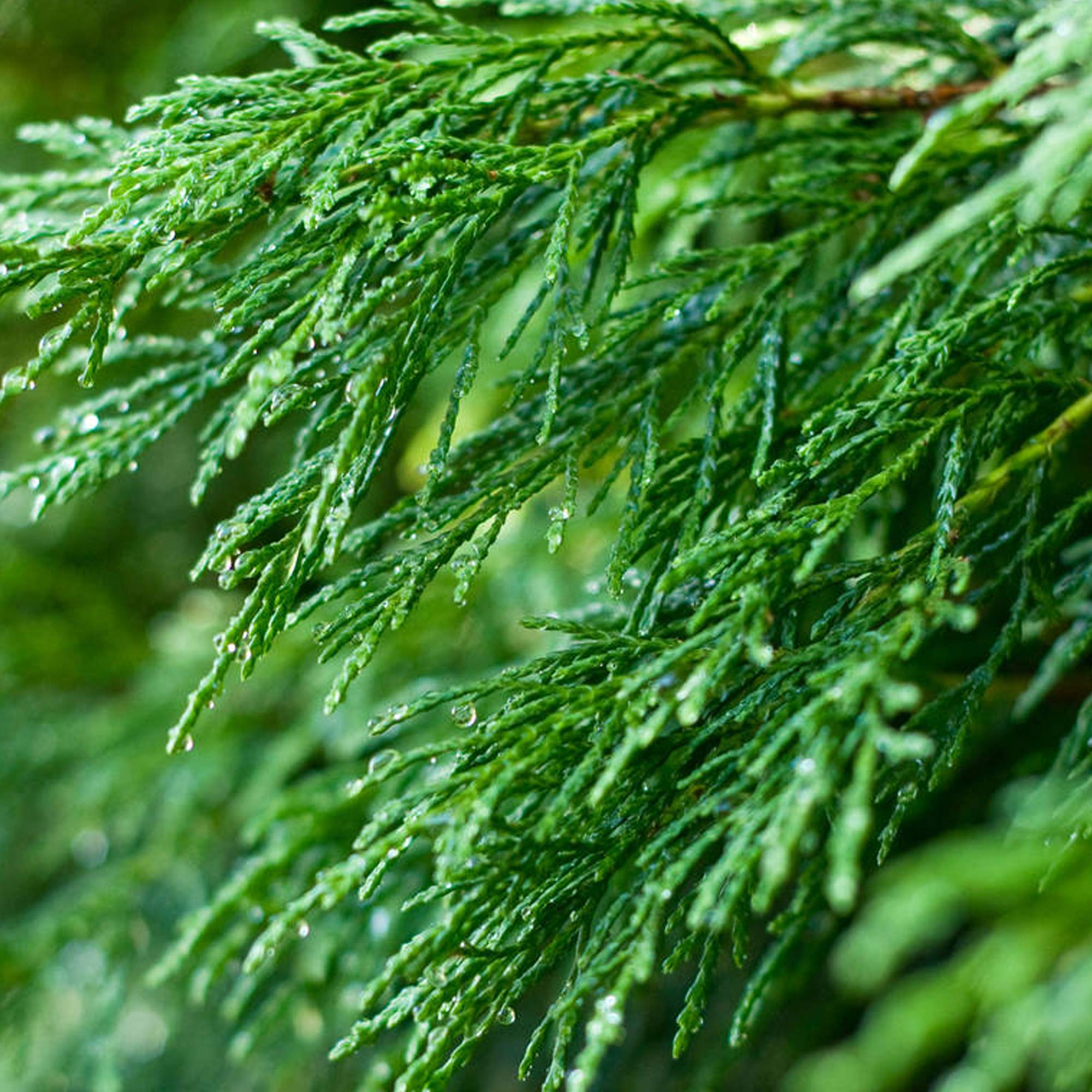 Green Leylandii Fast Growing Evergreen Conifer Hedging Garden Plants in Pots (1-2ft, 5 Plants)
