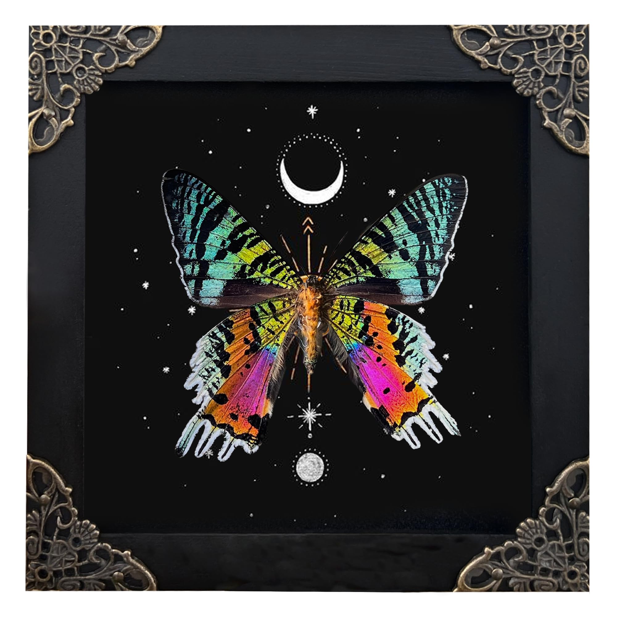 Amazon.com - Real Sunset Butterfly Wooden Framed Insect