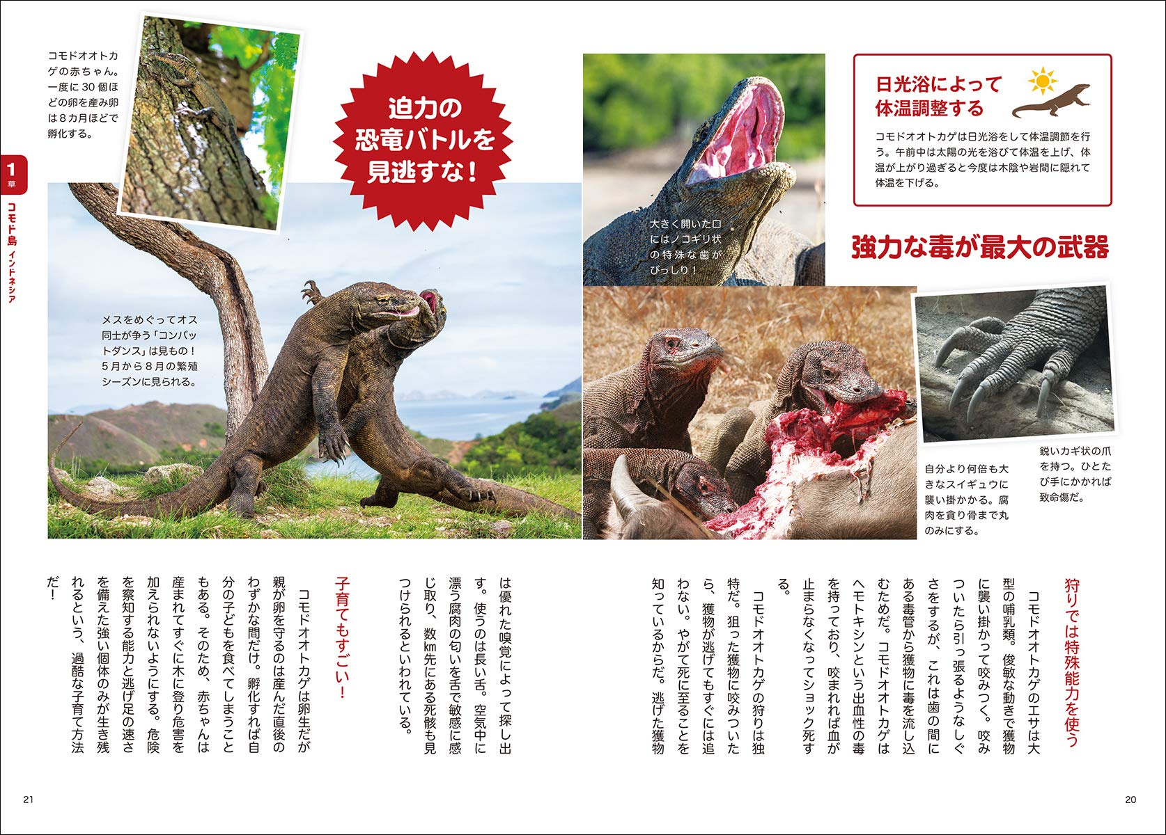 72 以上節約 毎日クーポン有 マンガでわかる 世界のすごい爬虫類 加藤英明の爬虫類ワールドハンティング 加藤英明 蛸山めがね Pdct Kinniyazone Lk