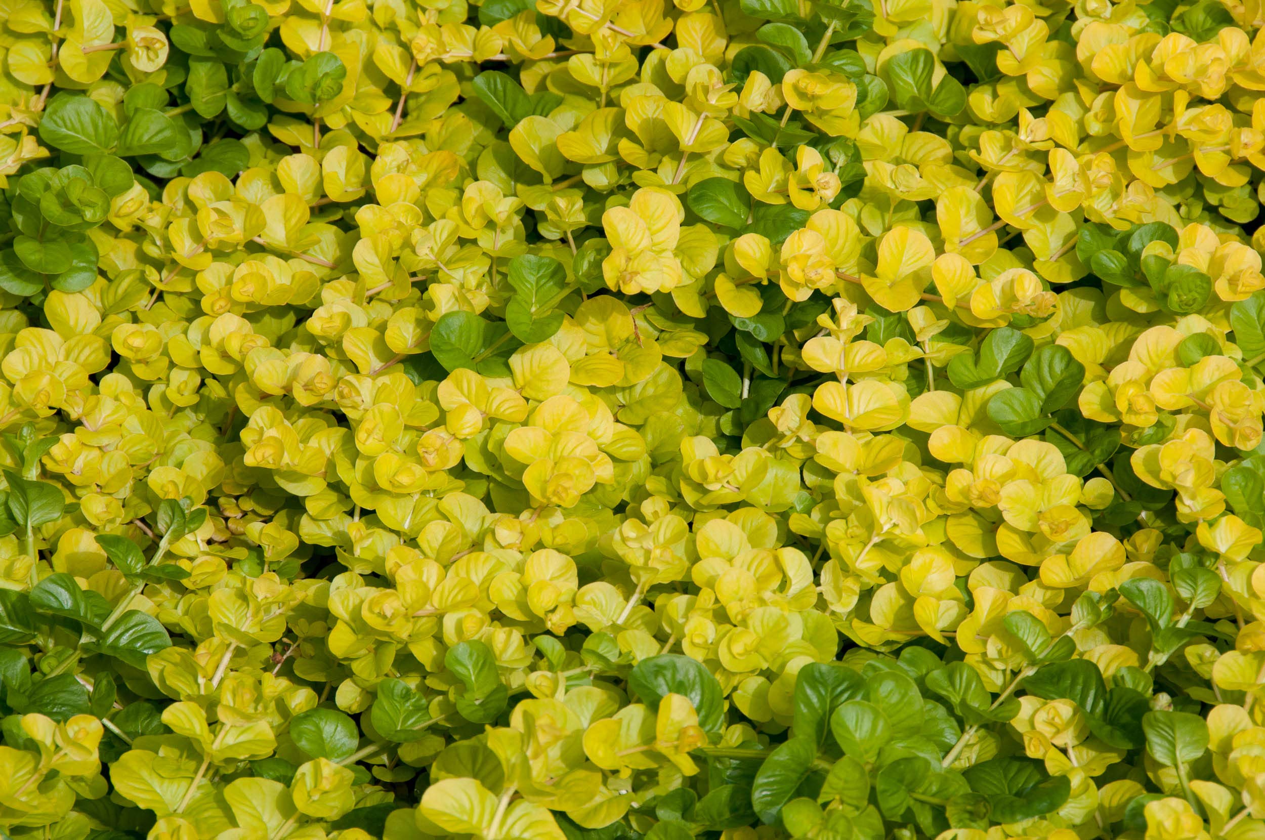 PPUK - 2 x Marginal Plants with a Pot & Compost - Lysimachia Aurea