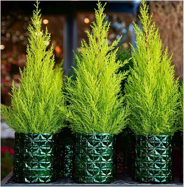 3 Pack (9cm Pots) Dwarf Conifer Cupressus Macrocarpa Wilma(Monterey Cypress 'Wilma', Lemon Cypress 'Wilma', Cupressus macrocarpa 'Goldcrest Wilma') Lemon Scented
