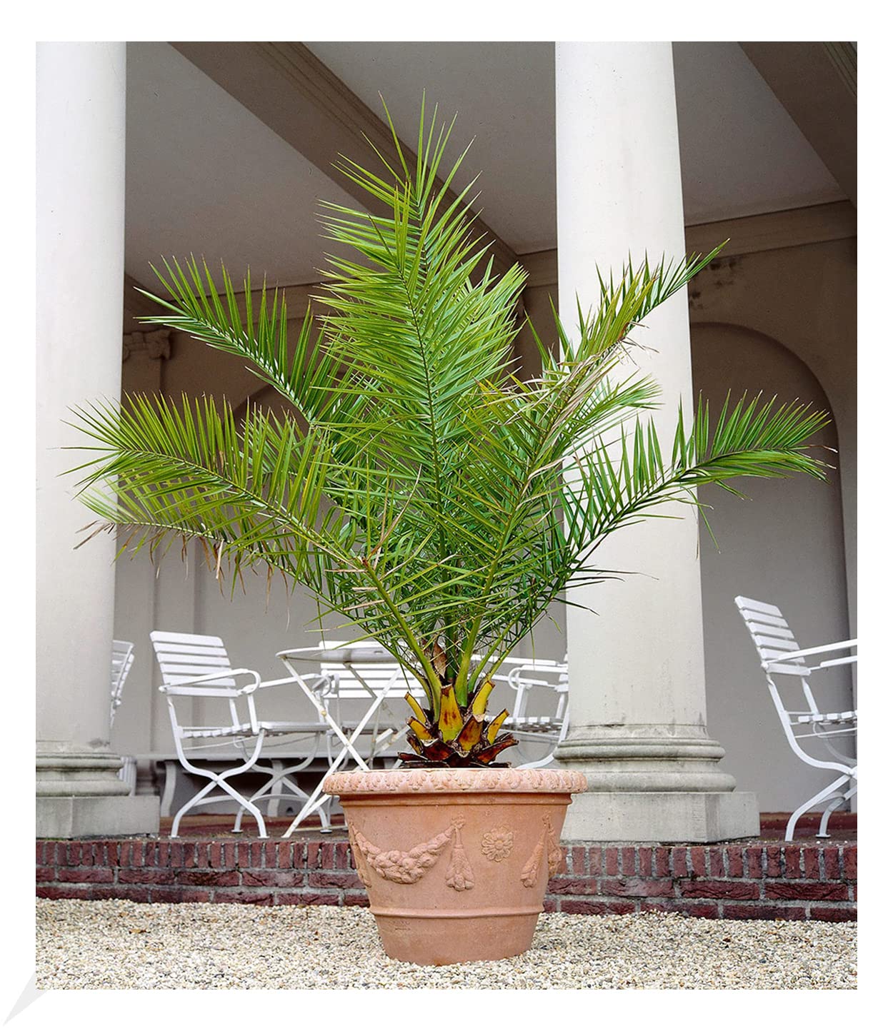BALDUR Garten 1x Kanarische Dattelpalme, Pflanze im 15 cm-Topf, Phoenixpalme,  winterhart bis -6 C, Grnpflanze, mehrjhrig - frostfrei halten,  pflegeleicht, Wasserbedarf gering, Phoenix canariensis : Amazon.de: Garten