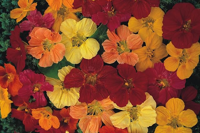 PREMIER SEEDS DIRECT - Nasturtium Climbing - Gleam HYBRIDS - 185 Finest Seeds