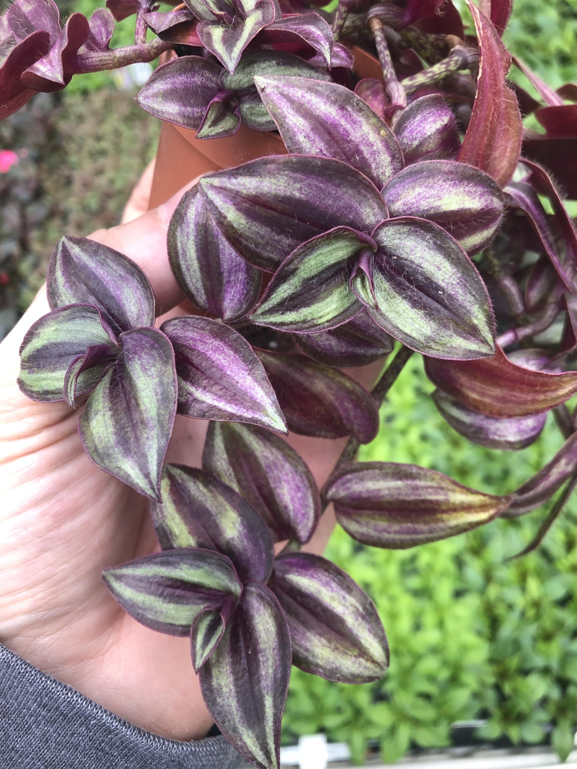Amazon.com : Generic Tradescantia Zebrina Mini ~ Purple Wandering
