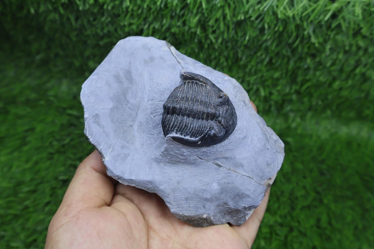 Trilobite Hollardops Trilobite Fossil Devonian Fossil from Morocco Trilobite Fossil Devonian Fossil Trilobites Rock A328