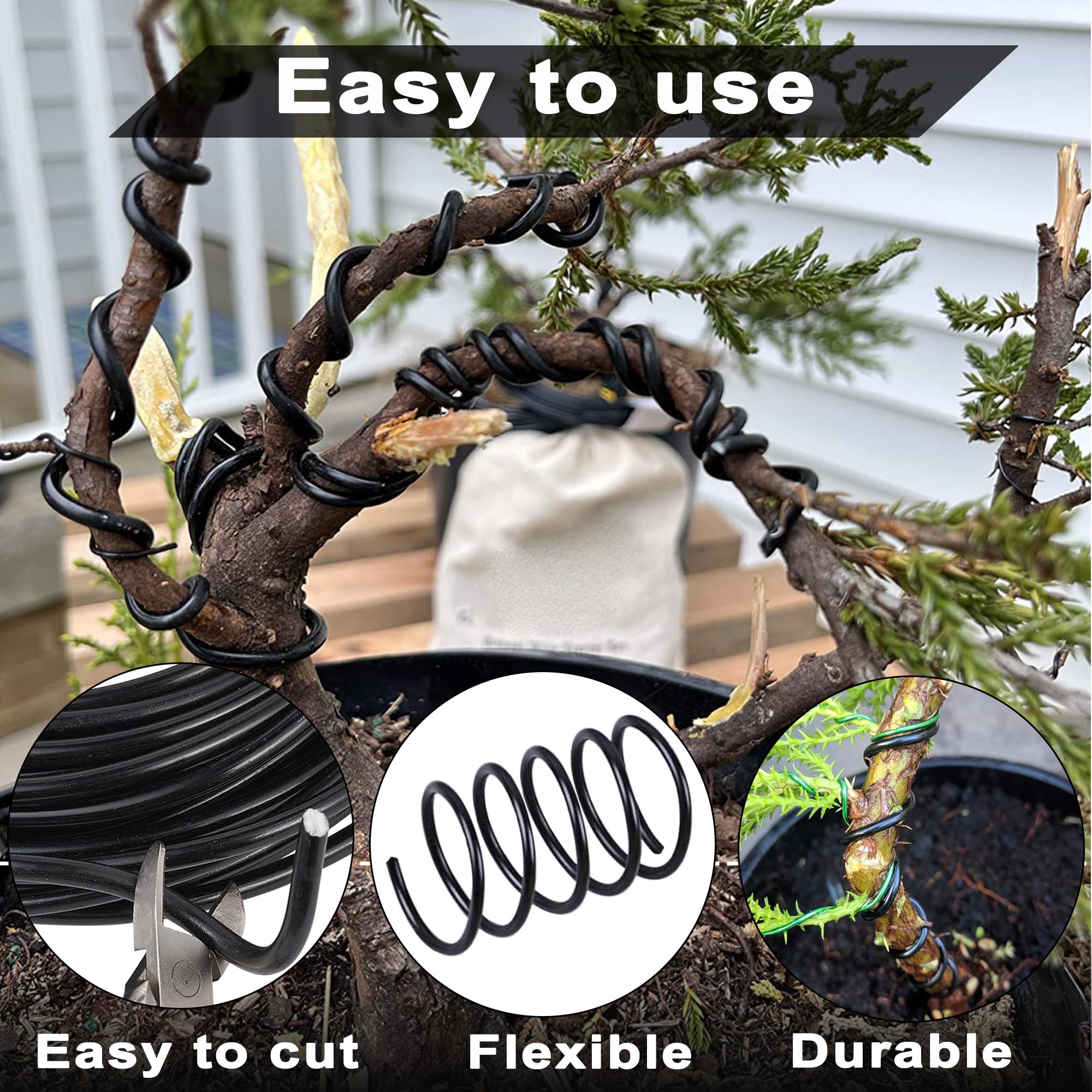 procumbens juniper bonsai Shop Procumbens Nana Juniper Bonsai Tree for Sale