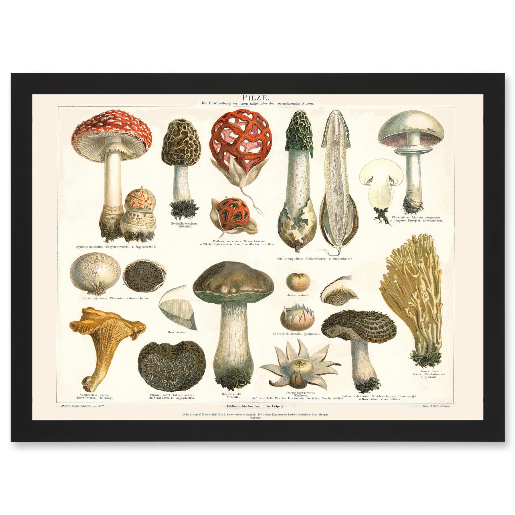 Wee Blue Coo Meyers Fungus Mushrooms Toadstools Collection Artwork Framed Wall Art Print A4