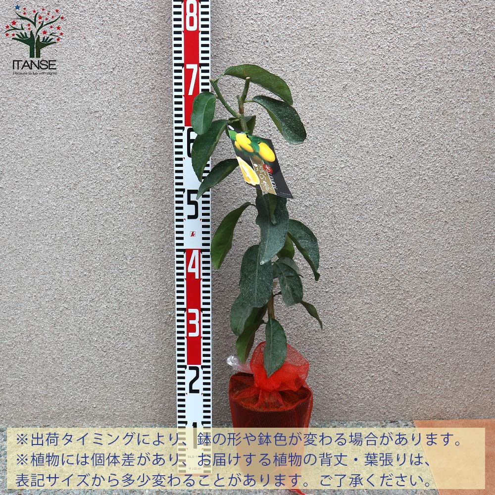 Amazon.co.jp: ITANSE レモンの苗木 璃の香(りのか) 4～5号