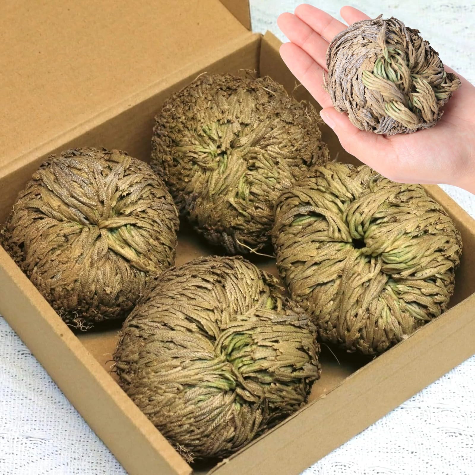4-Pack Large Premium Dried Rose of Jericho, Selaginella Resurrection Grass, Dried Fern Scale Leaf Prayer Plant, Symbol of Abundance and Prosperity, Ideal for Home Decoration and Spiritual Healing