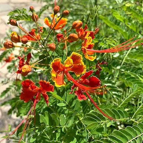 Miniatura 3 de CHUXAY GARDEN Semilla roja de pájaro del paraíso 15 semillas raras de Caesalpinia Pulcherrima Flor Extremadamente Decorativa Exótica Encanto