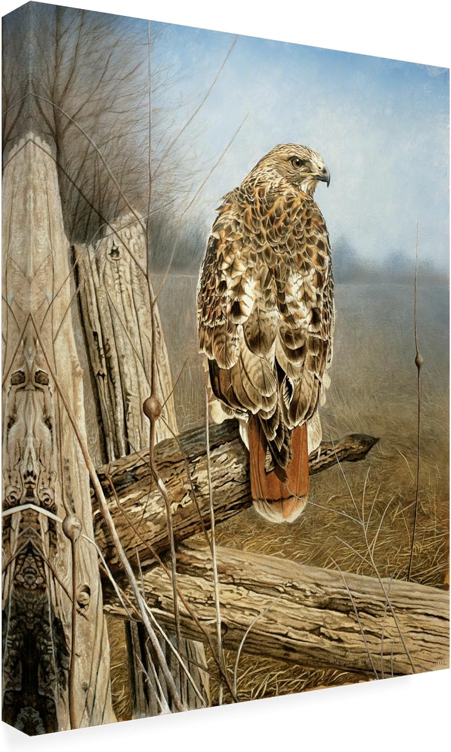 Red Tailed Hawk by Rusty Frentner, 18x24-Inch