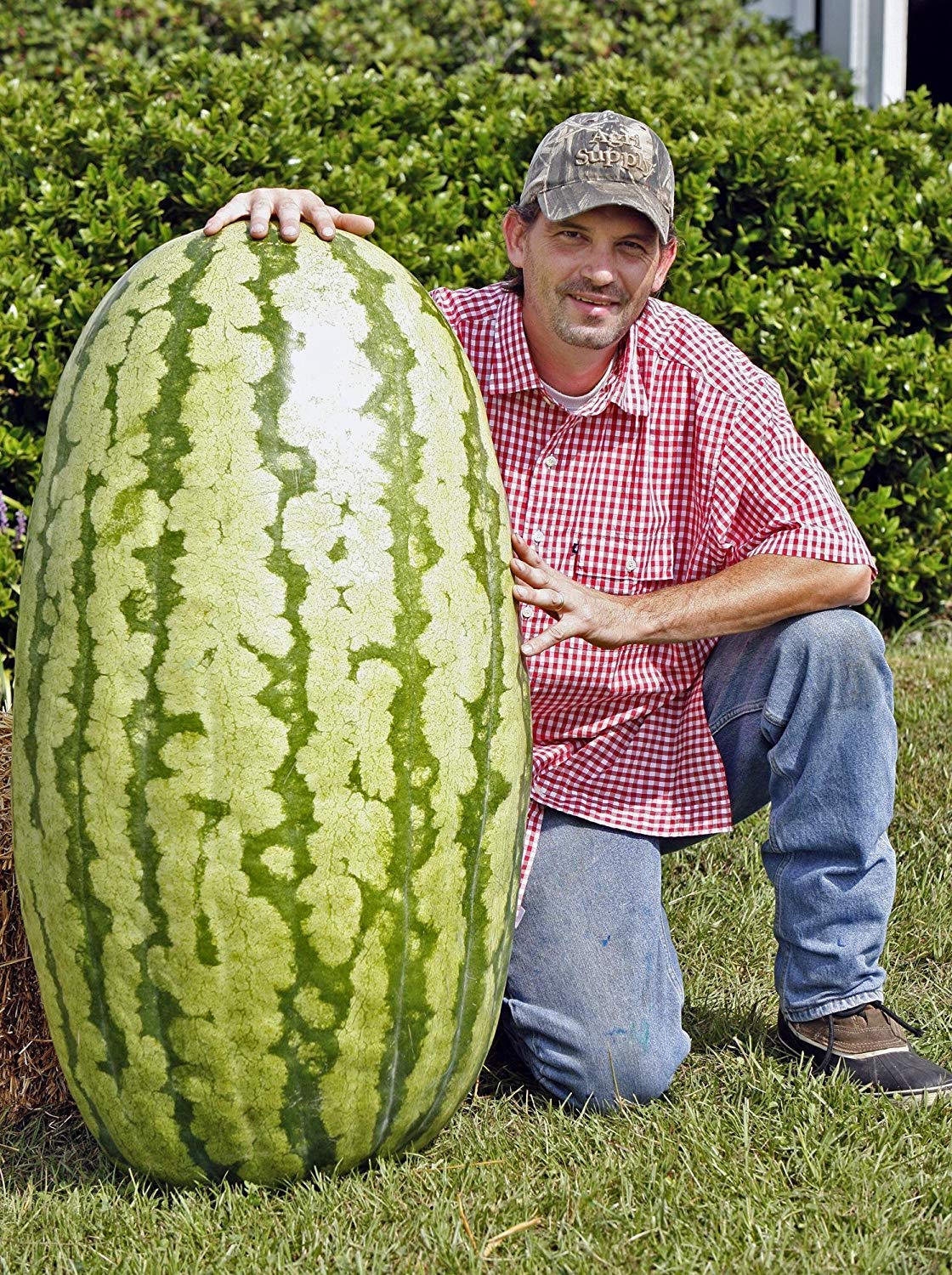 Golden Hills Farm Giant American Watermelons Seeds Delicious Summer Fruit Water Melon 50 seeds (B07N5ZVR84) Amazon Price History, Amazon Price Tracker