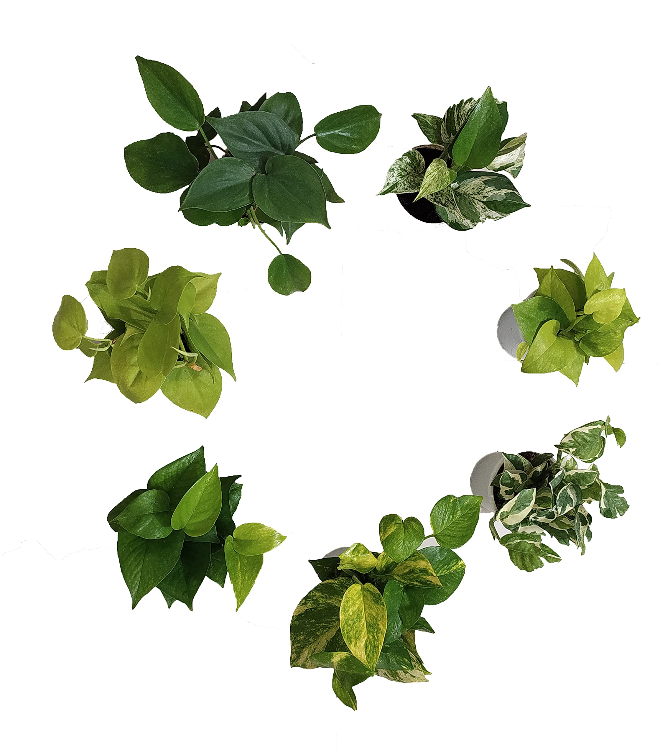 CAPPL Combo Set of 7 Airpurifying Indoor Money Plants (7 Different Money Plants) For Home Decor, Office & Living Room (B09VH3NXHM) Amazon Price History, Amazon Price Tracker