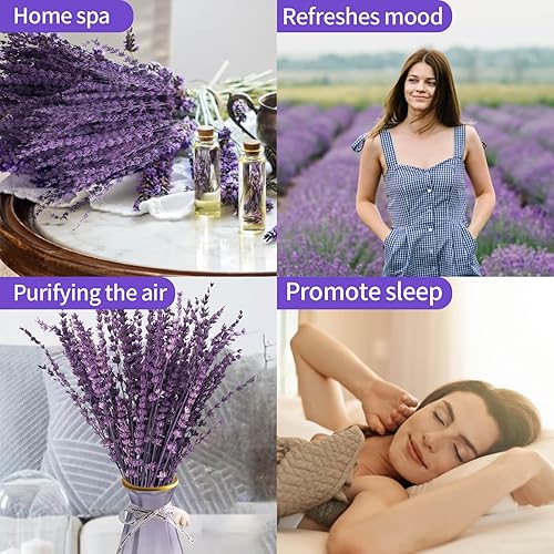 Miniatura 4 de Flores secas de lavanda morada, ramo de lavanda preservada seca de 15 a 17 pulgadas para decoración de jarrones de ducha, manualidades,