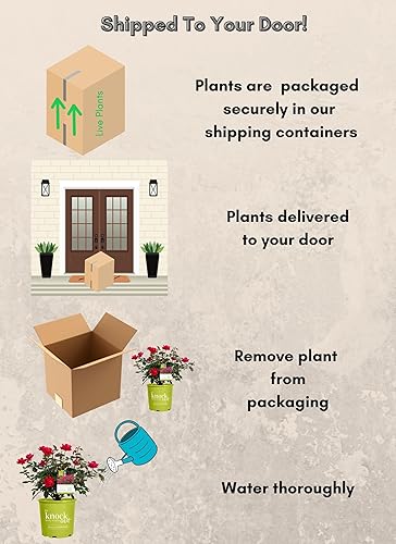 Miniatura 8 de Knockout Rosa doble, 1 galón, rojo cereza