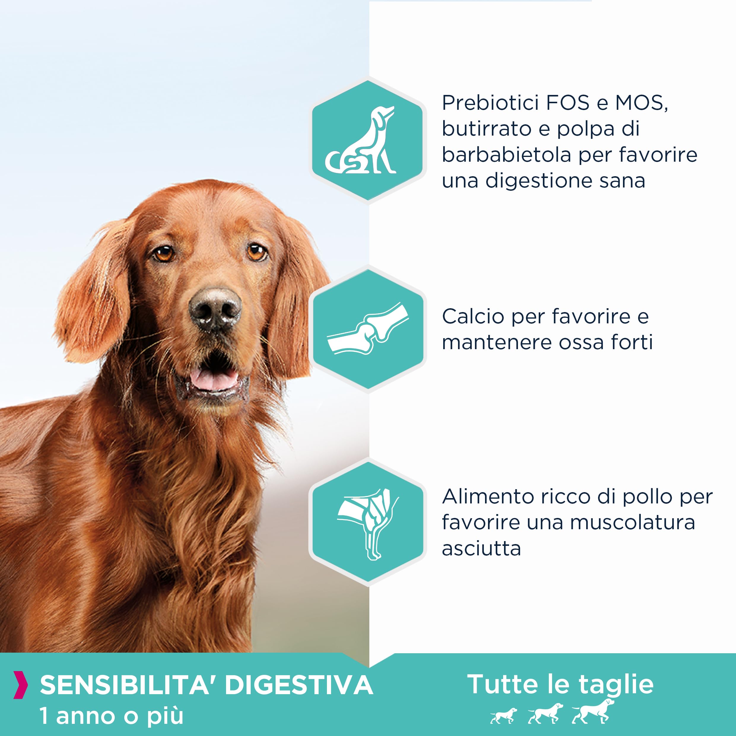Eukanuba Daily Care Alimento Secco per Cani Adulti con Difficoltà Digestive, 2,3 kg