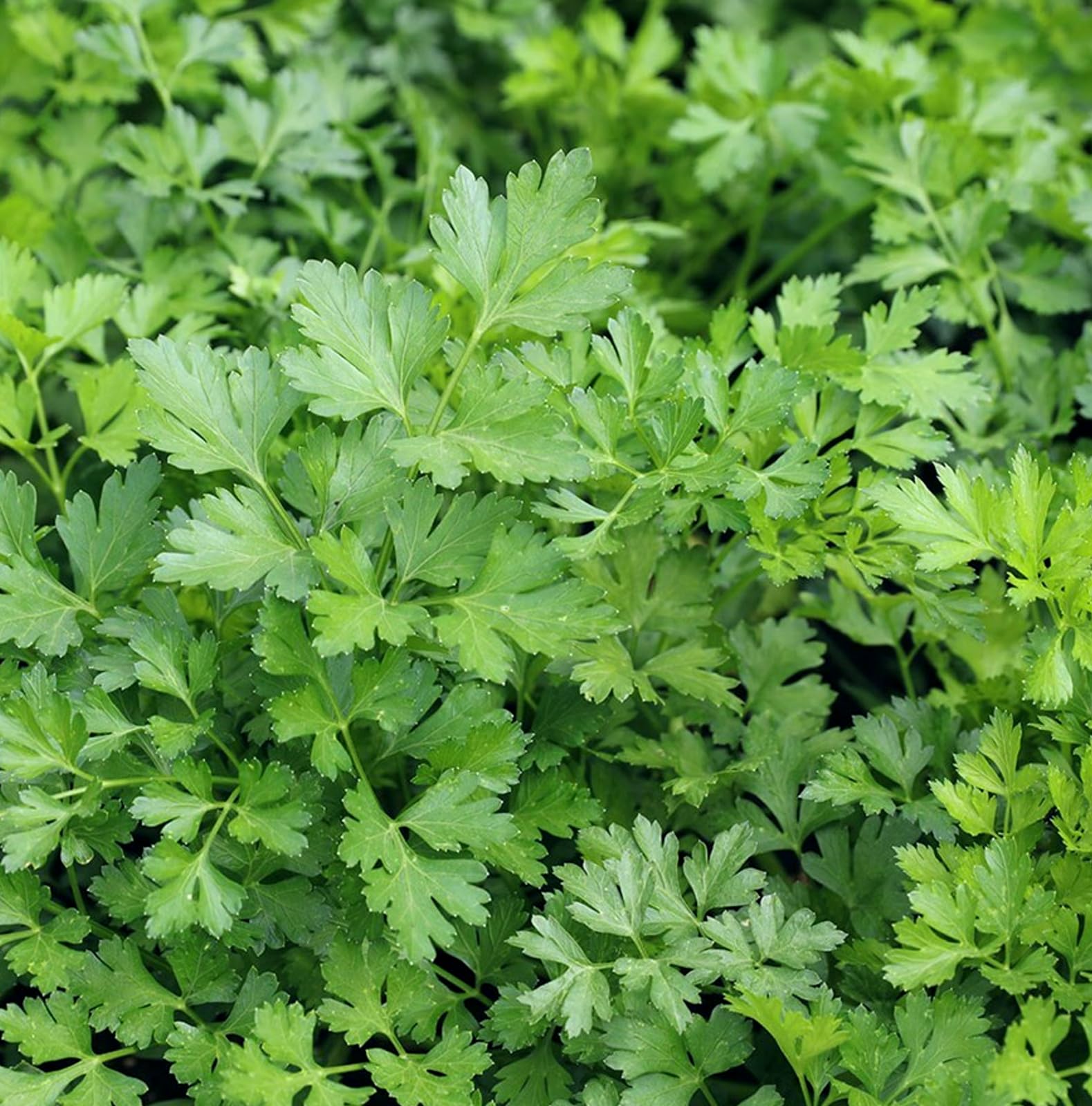 Carbeth Plants 2 x Parlsey French Herb Plant for Kitchen & Garden