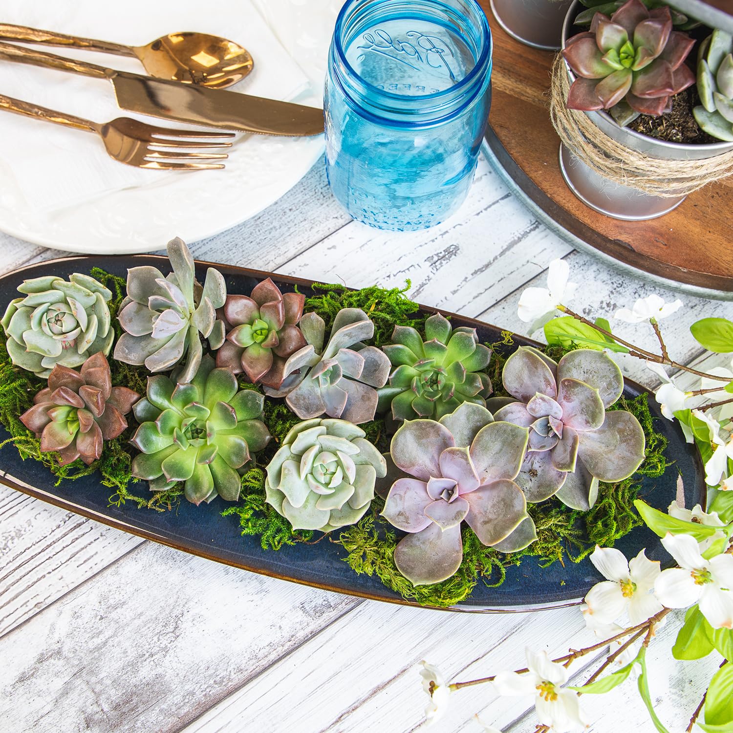 Lot de 50 plateaux pour plantes succulentes vivantes en vrac - Plantes d'intérieur pour une utilisation en intérieur dans les cactus et les sols succulents - Kit cadeau pour animaux de compagnie