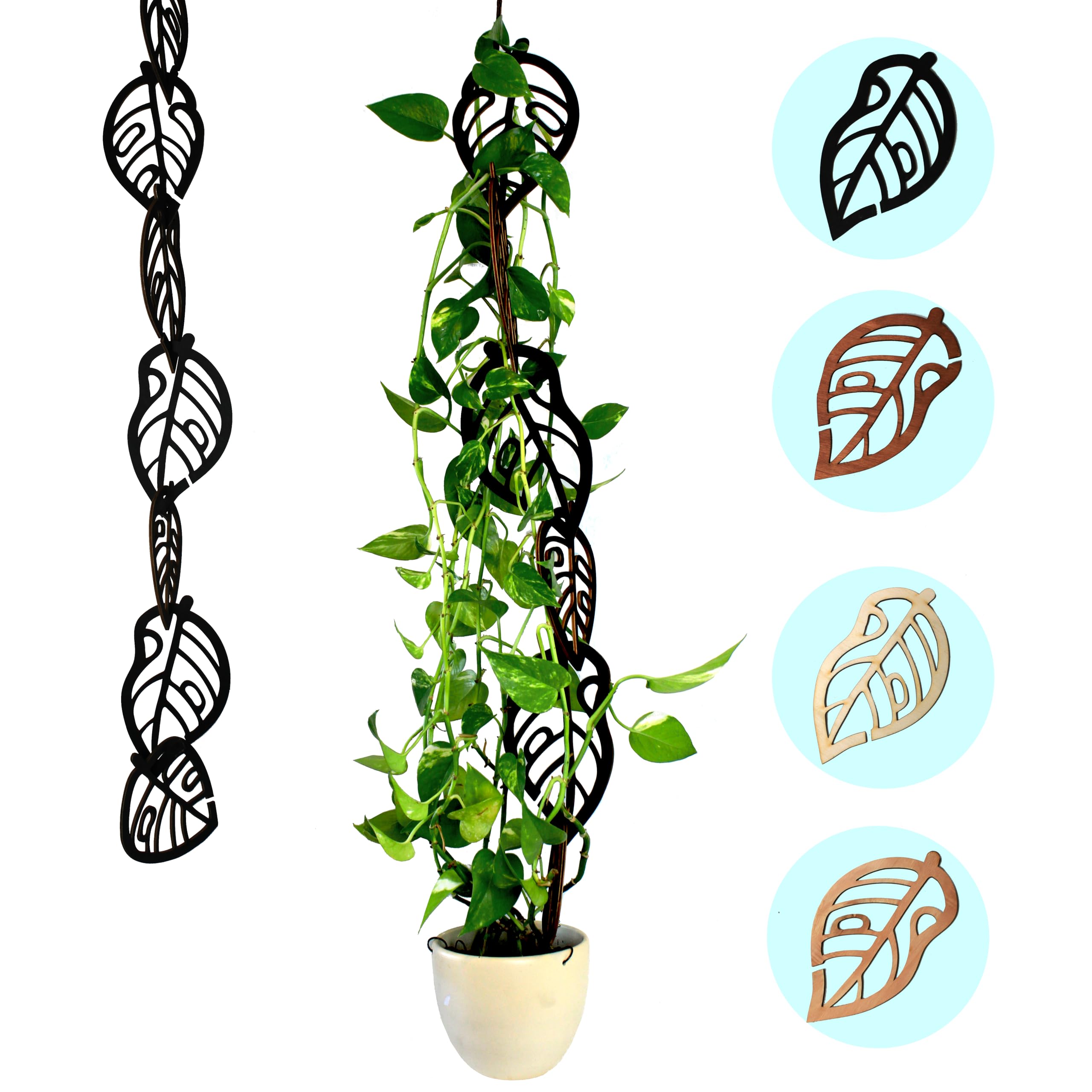philodendron florida beauty kaufen Philodendron Florida Beauty Steckling – whiteleafplants main image 1