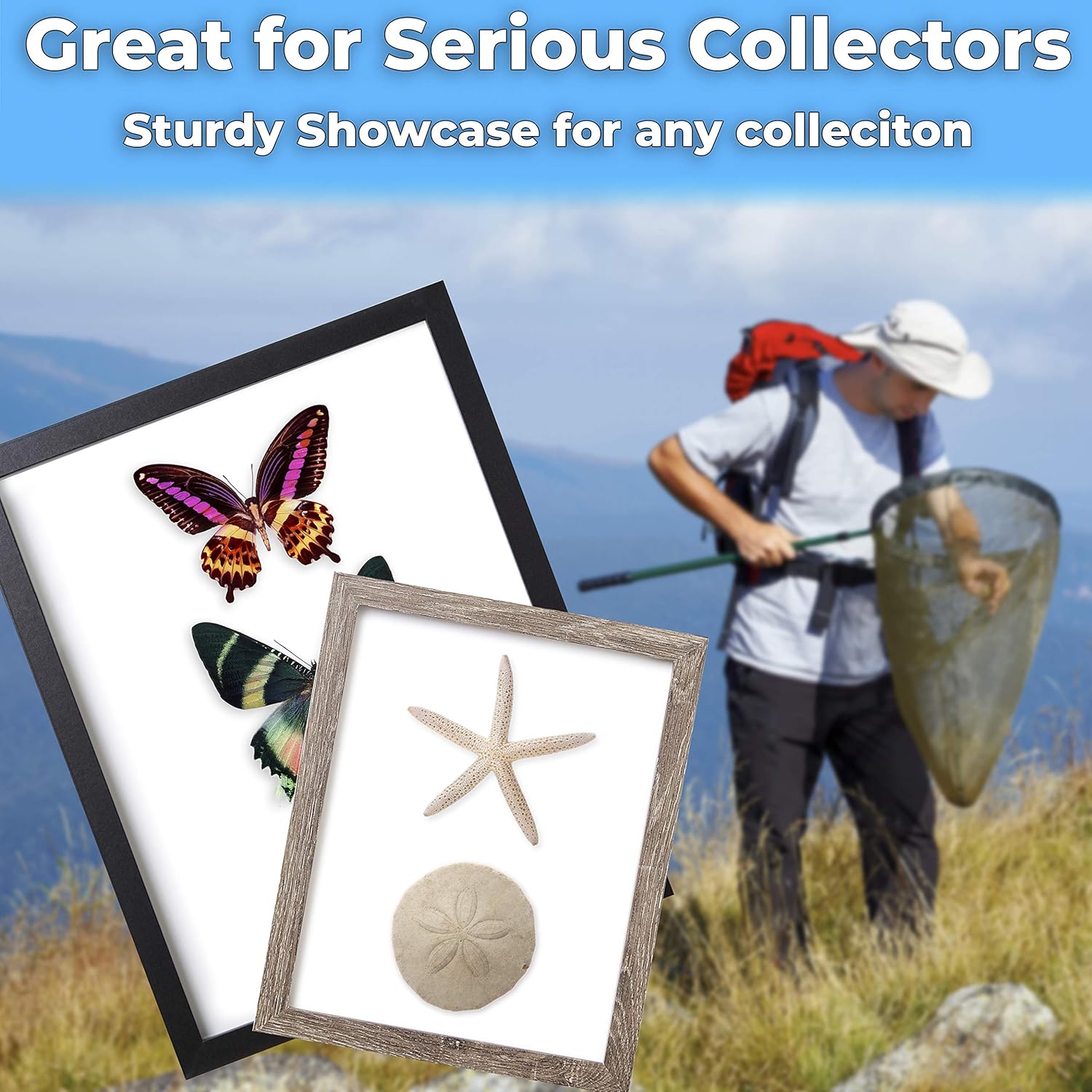 Super-Sturdy, Real Wood 8x10 Shadow Box Frame 3pk. Genuine Hardwood Displays with Real Glass. Best Shadowbox to Showcase Photos, Tickets, Wedding Bouquets, CDs, Medals, Awards, Seashells and Insects.