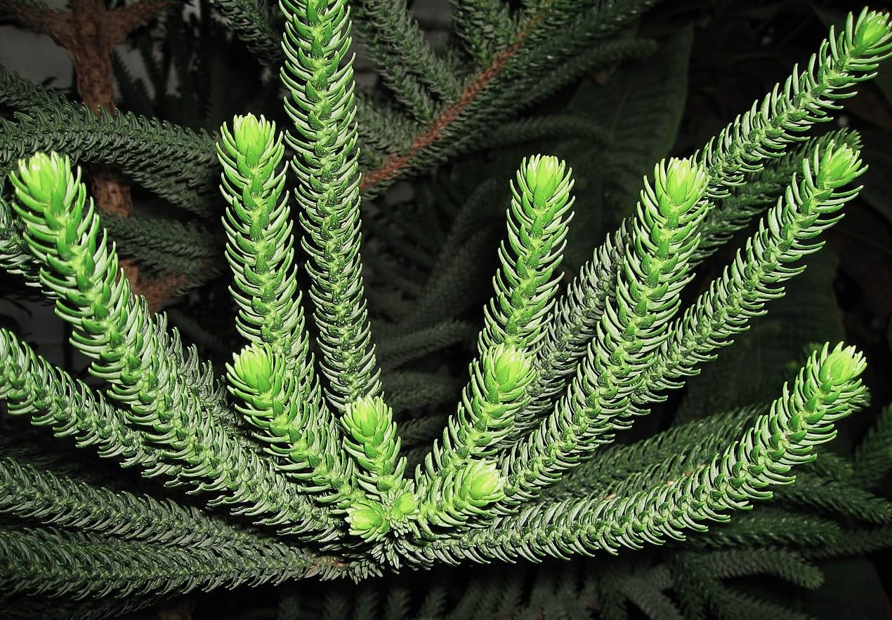 6 Graines d'Araucaria Columnaris, Pin Cook, Arbre Conifère de Nouvelle-Calédonie