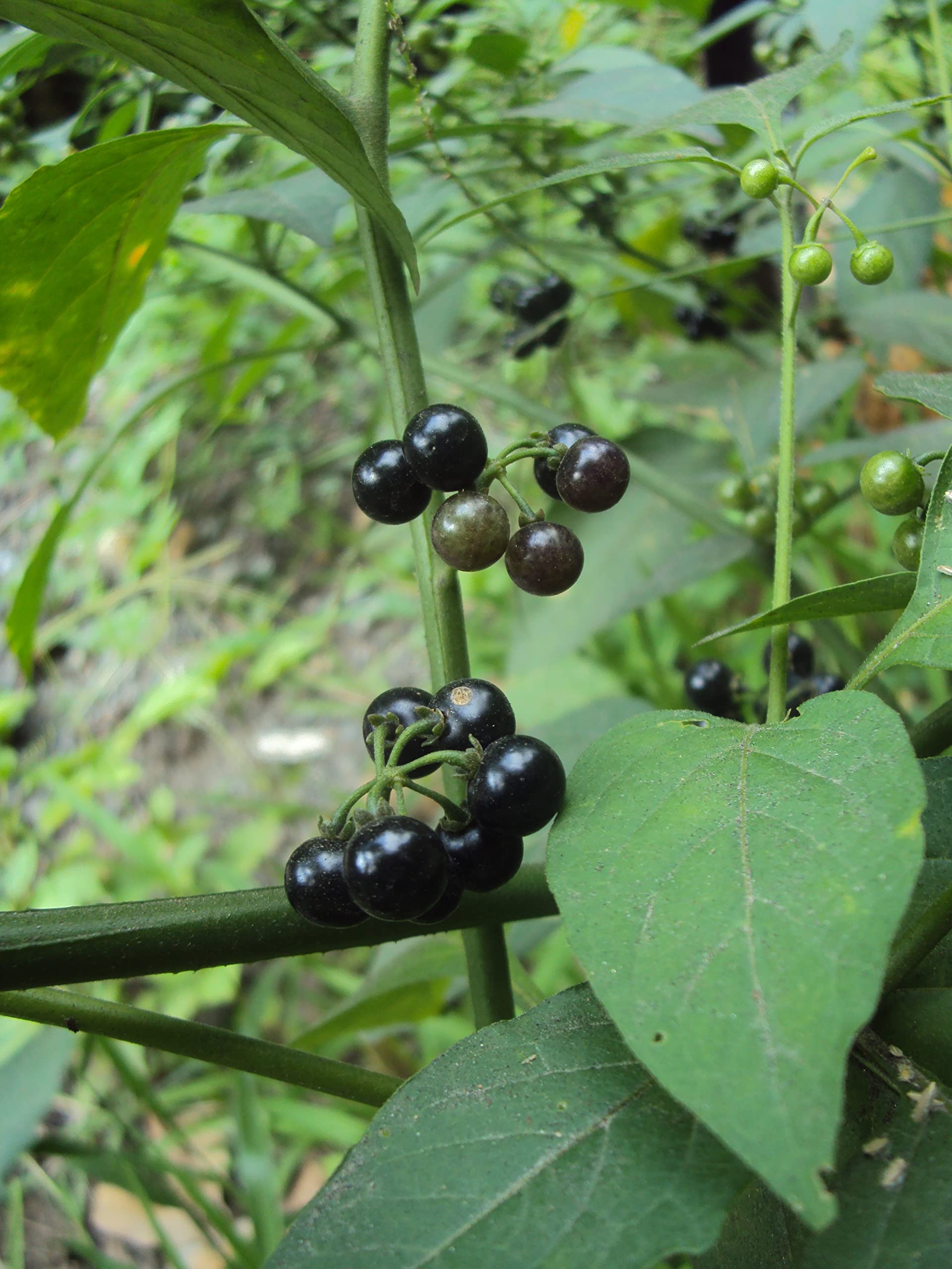 CooPany® மணத்தக்காளி கீரை விதை மொத்தம் 100 விதைகள் Black (B0B1G3LT26) Amazon Price History, Amazon Price Tracker