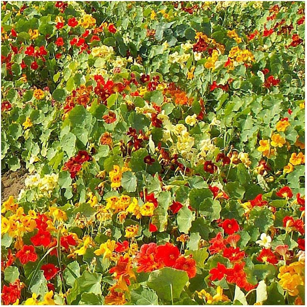 Everwilde Farms - 1 Lb Tom Thumb Mix Nasturtium Wildflower Seeds - Gold Vault