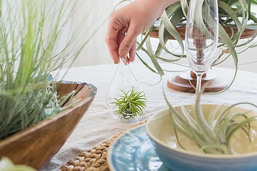 Miniatura 9 de Air Plant Shop Paquete de 10 plantas de aire Tough Stuff de Tillandsia, al por mayor y a granel, suculentas, Tillandsia viva, plantas de interior y