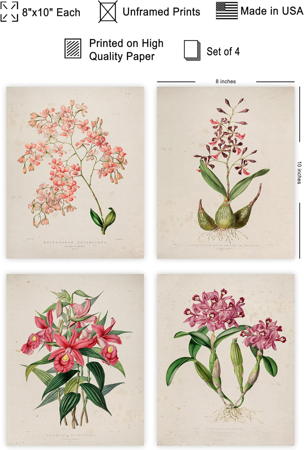 Poster Master 4-Piece Vintage Orchid Poster - Retro Botanical Print - Flower Art - Floral Art - Gift for Men, Women & Florist - Decor for Office, Living Room or Flower Shop - 8x10 UNFRAMED Wall Art