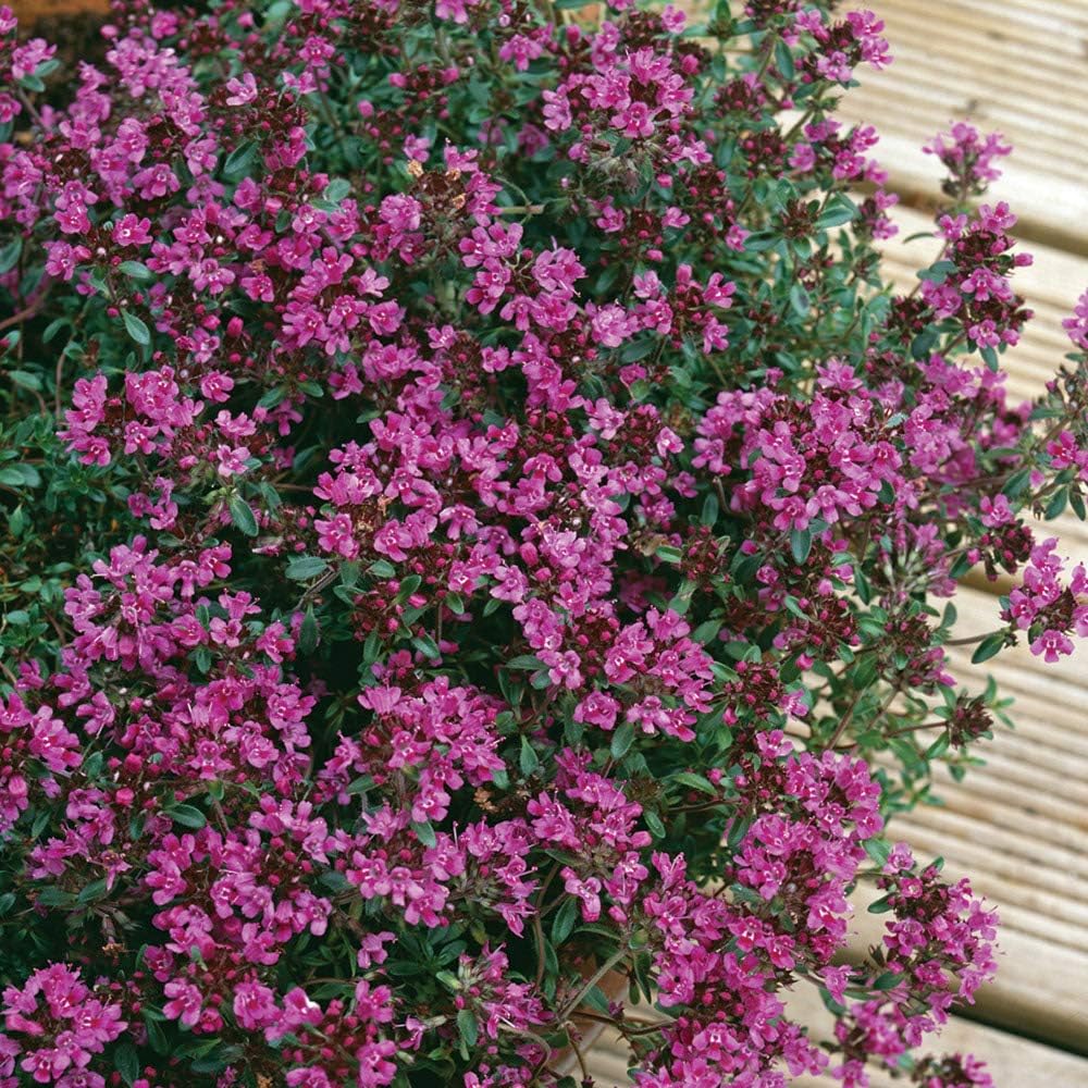 Thyme Plug Plants. 'Creeping Red'. Evergreen Perennial herb That is