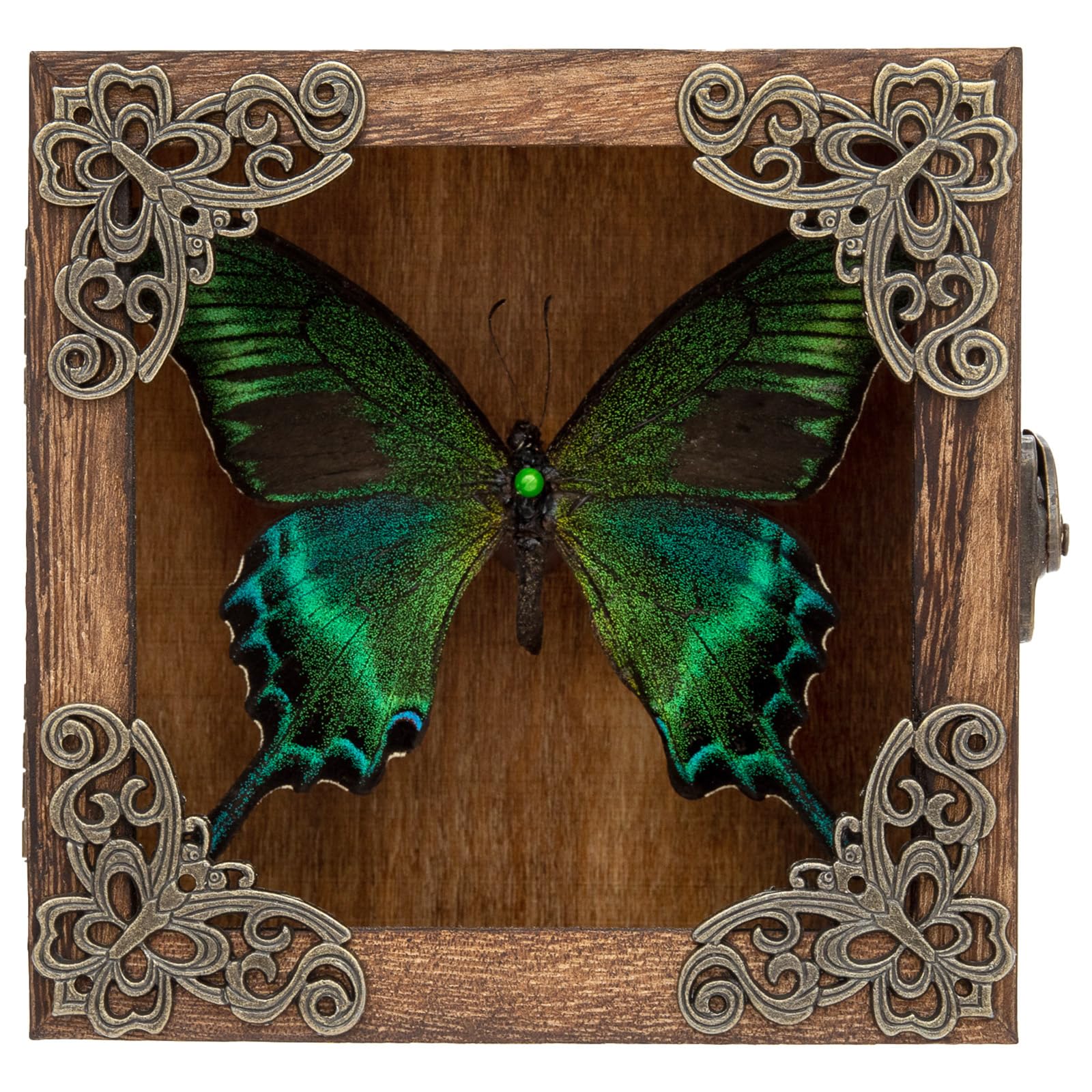 Taxidermy Butterfly Shadow Box Picture Frame - Real Butterfly Framed Meticulously Handcrafted, Framed Butterfly Taxidermy Gothic Room Decor (Green-Banded Queen Butterfly (Family Papilionidae))