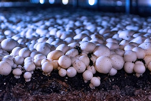 Miniatura 2 de Miracle LED Shroom Grow - Bombillas LED de cultivo para interiores para ostras, shiitake, leones, hongos, etc. con luz diurna absoluta + espectro
