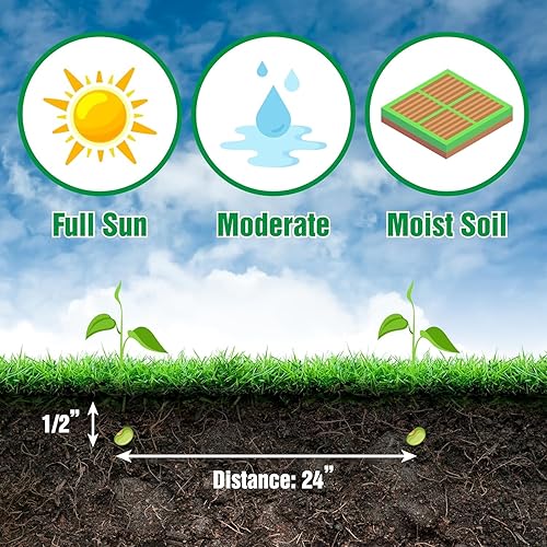Miniatura 4 de Semillas de girasol enano para plantar  Cultiva flores de sol de oso de peluche en tu jardín  25 semillas de reliquia sin OMG  Instrucciones